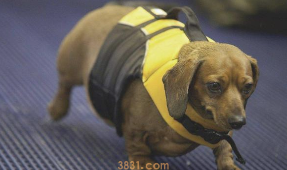 容易造成狗狗死亡的9大缘故,你了解多少?(图2)