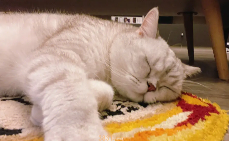 如何训练猫猫在固定的地方睡觉?(图1)