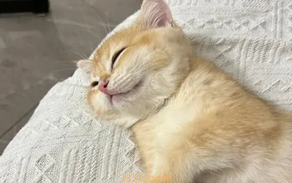 如何训练猫猫在固定的地方睡觉?(图2)