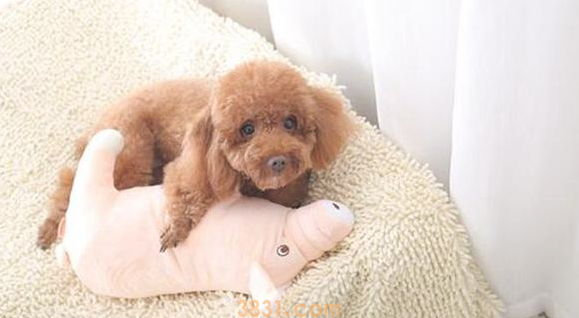 狗狗一生的5个阶段,给你守候它吗?宠主:不愿那一天的来临(图1)