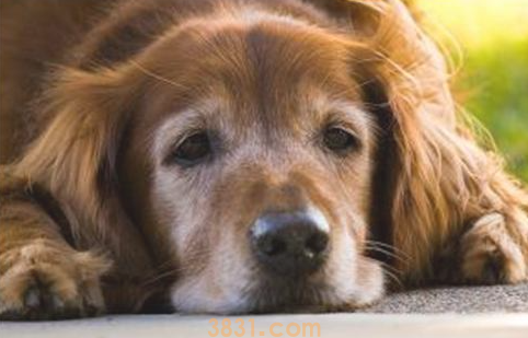 狗狗一生的5个阶段,给你守候它吗?宠主:不愿那一天的来临(图2)