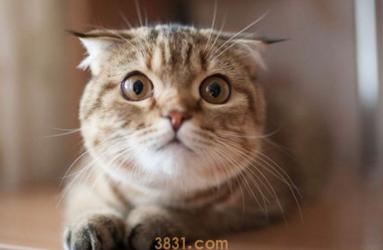 猫咪为什么会痛恨门?(图1)