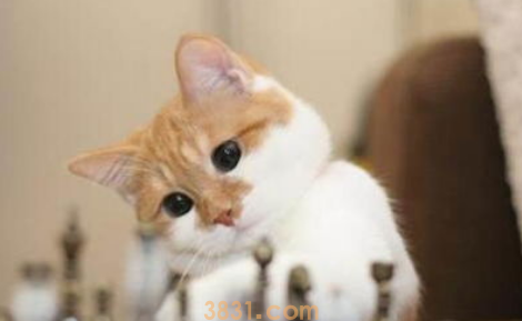 猫咪咬人怎么办?别轻视,这个应对方法最有效!(图1)