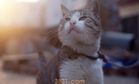 猫咪咬人怎么办?别轻视,这个应对方法最有效!(图2)