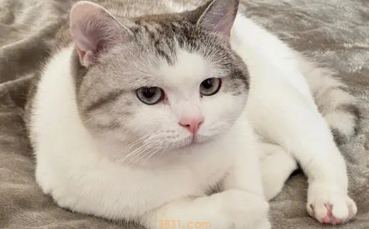 洁癖度极高的猫咪为何随地大小便?(图1)