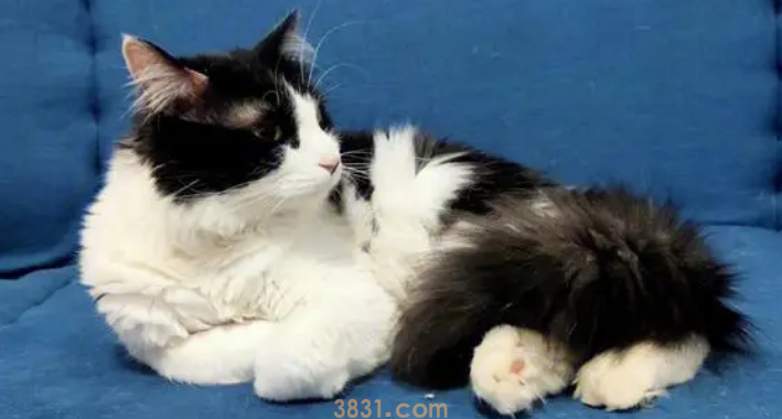 洁癖度极高的猫咪为何随地大小便?(图2)