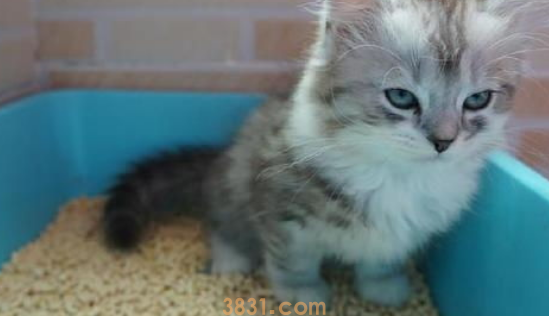 猫咪为什么喜欢在盆子里?(图1)