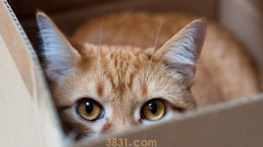 猫咪为什么喜欢在盆子里?(图2)