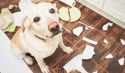 脑洞大!7种奇怪的惩罚狗狗方式 ,就不相信治不上狗狗(图1)