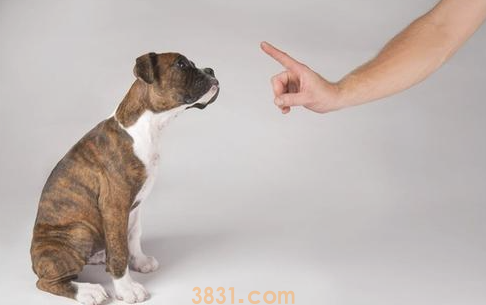 脑洞大!7种奇怪的惩罚狗狗方式 ,就不相信治不上狗狗(图2)