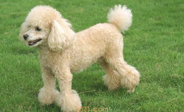 哪些狗狗腿特别短?看这~(图1)