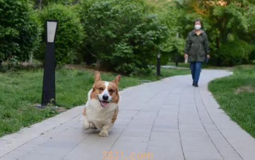 哪些狗狗腿特别短?看这~(图2)