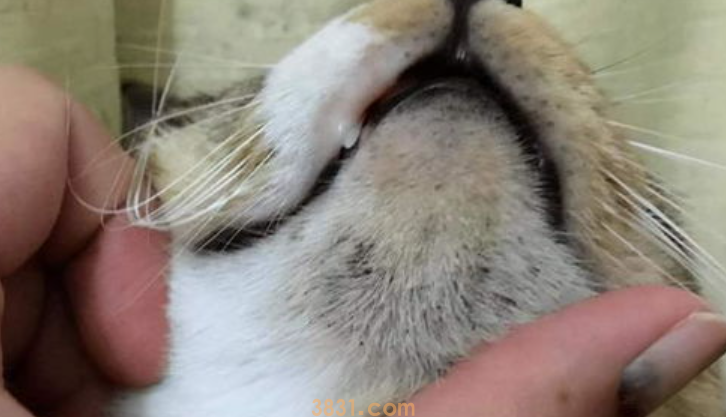 猫黑下巴怎么办?猫黑下巴怎么治疗用什么药?(图1)