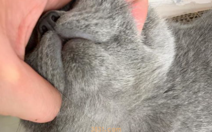 猫黑下巴怎么办?猫黑下巴怎么治疗用什么药?(图2)