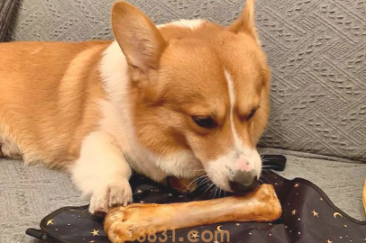 别让狗狗用生骨、牛皮磨牙齿!将其当做磨牙棒,严重会造成家犬室息(图1)