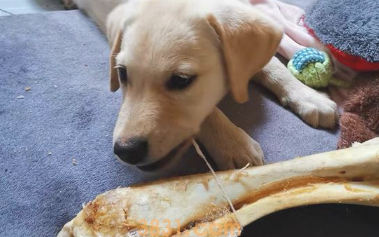 别让狗狗用生骨、牛皮磨牙齿!将其当做磨牙棒,严重会造成家犬室息(图2)