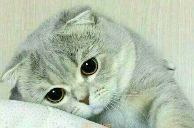 猫咪肠炎怎么办?看这篇文章怎么说?(图1)