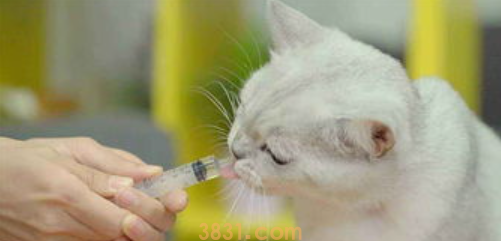 猫咪肠炎怎么办?看这篇文章怎么说?(图2)
