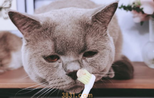 如何在家为宠物猫猫做口腔护理?(图1)