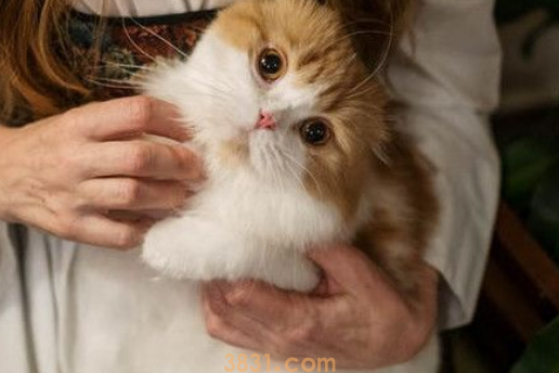 如何在家为宠物猫猫做口腔护理?(图2)