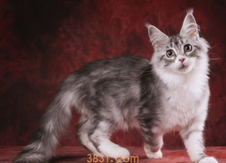 非纯种猫好养吗?(图1)