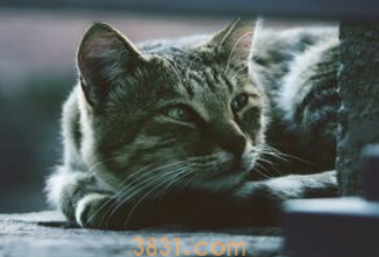 非纯种猫好养吗?(图2)