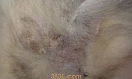 小猫有奶藓怎么办?小猫有奶藓怎么办好?(图2)