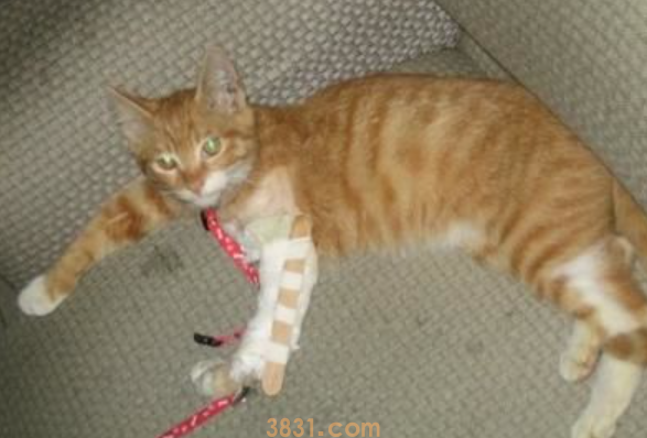 猫骨折了怎么办?能自我恢复吗?(图1)