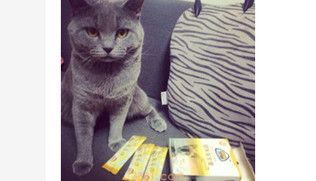 猫鼻子干怎么办?猫鼻子干燥是怎么回事?(图1)