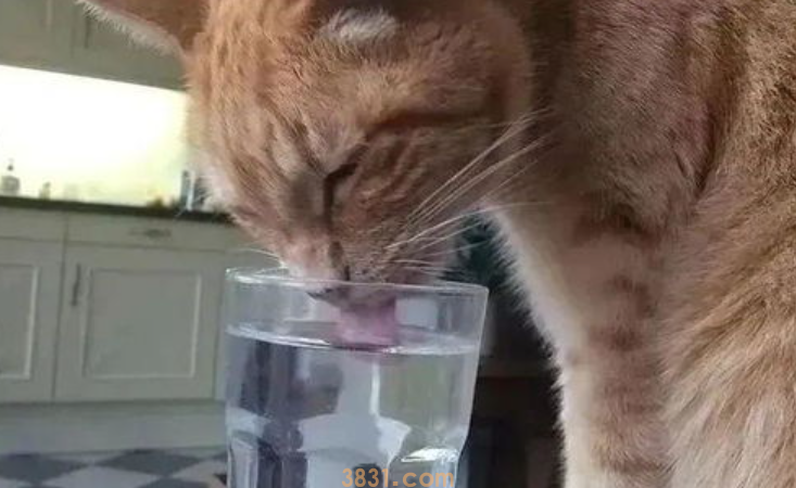 猫喝酒了怎么办?猫喝酒了怎么救?(图1)