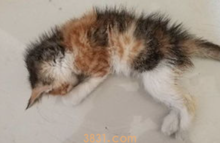 猫喝酒了怎么办?猫喝酒了怎么救?(图2)