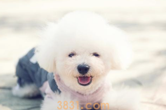 在我国,这10个种类的狗狗最受欢迎,第一名你毫无疑问猜得到(图1)