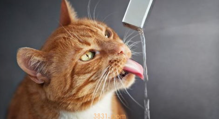 猫喝水少怎么办?猫咪喝水少咋办?(图2)