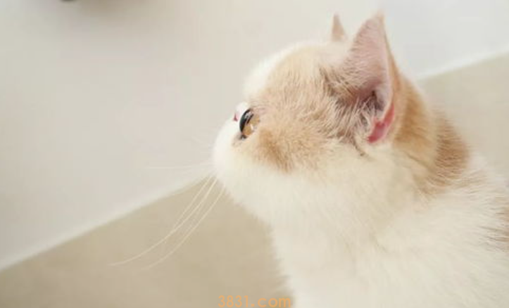 猫哭了怎么办?猫哭了会怎样?(图1)