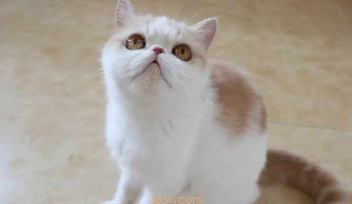 猫哭了怎么办?猫哭了会怎样?(图2)