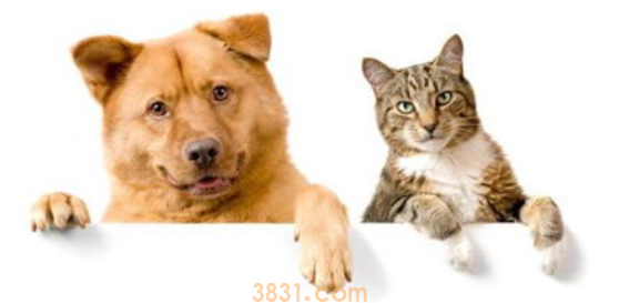 猫怕狗吗怎么办?猫怕狗?(图2)