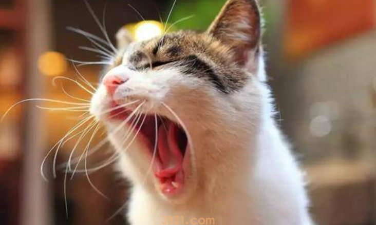 猫咪口炎怎么办?猫口炎怎么办呢?(图1)