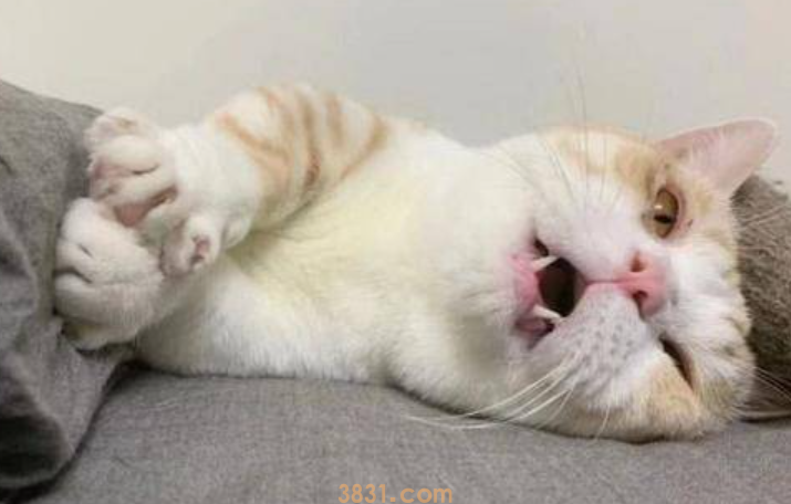 猫咪口炎怎么办?猫口炎怎么办呢?(图2)