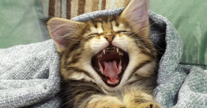 猫咪跑酷怎么办?猫咪跑酷的时候会撞伤自己吗?(图1)