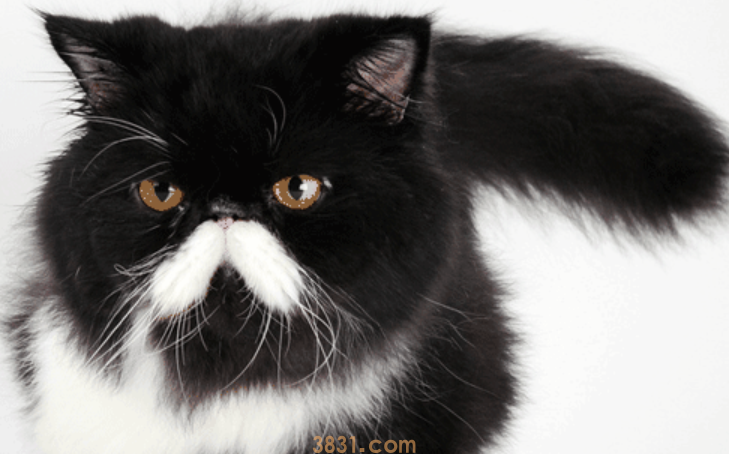 猫咪尿频怎么办?猫猫尿频是怎么回事?(图1)