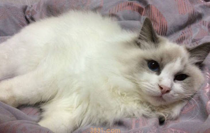 猫咪尿频怎么办?猫猫尿频是怎么回事?(图2)