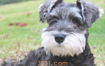 8种好看又易养的狗狗!初学者铲屎官,可遇不可求(图1)