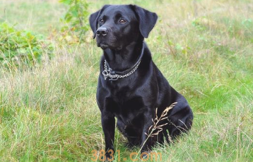 8种好看又易养的狗狗!初学者铲屎官,可遇不可求(图2)