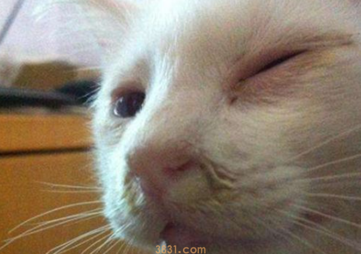 猫眼膜炎怎么办?猫咪眼膜炎用什么眼药水?(图1)