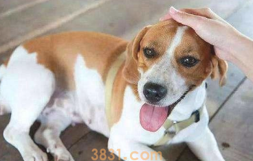 笑我为何养狗?网民:这8大优势,又有几个了解?(图1)