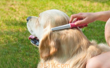 笑我为何养狗?网民:这8大优势,又有几个了解?(图2)