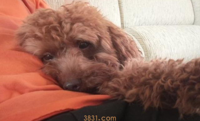 最不爱黏人的7种狗狗,哈士奇才排第五,第一名当之无愧(图1)