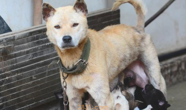 最不爱黏人的7种狗狗,哈士奇才排第五,第一名当之无愧(图2)