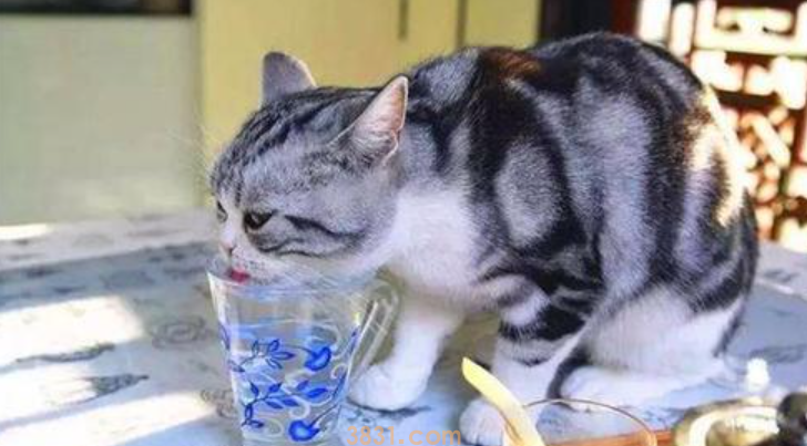 猫养不熟怎么办?猫咪养不熟怎么办?(图1)