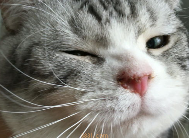 猫养不熟怎么办?猫咪养不熟怎么办?(图2)